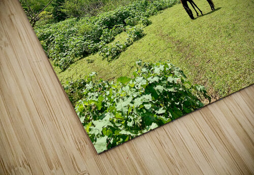 Horses by Angle Eye Mountain Jimmy Roy Photos puzzle