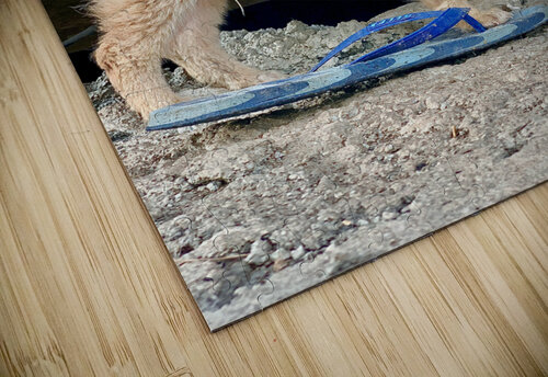 Flip Flop Puppy Jimmy Roy Photos puzzle