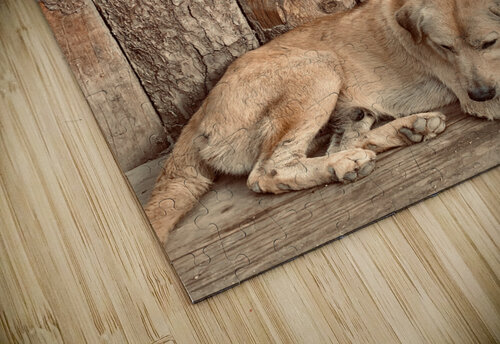 Doggy in Jail Jimmy Roy Photos puzzle