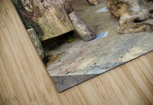 Dog Waiting Jimmy Roy Photos puzzle