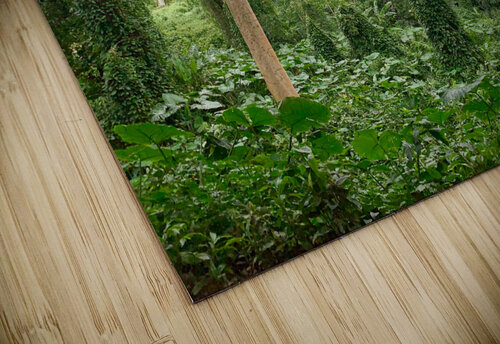 The Canopy Jimmy Roy Photos puzzle