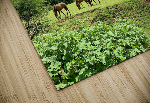 Wild horses Jimmy Roy Photos puzzle