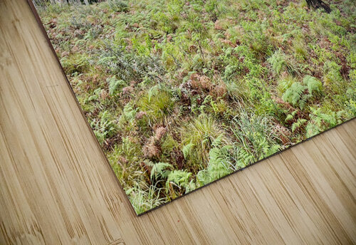 White Trees Jimmy Roy Photos puzzle