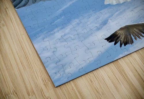 Seagull Look 2 Jimmy Roy Photos puzzle
