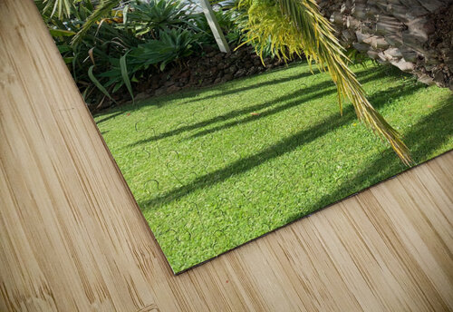 Baby Palm Tree Jimmy Roy Photos puzzle