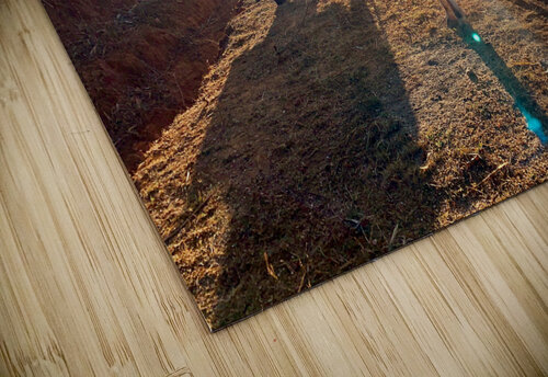 Cows in the Sun Jimmy Roy Photos puzzle