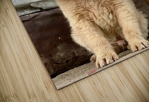 Give Me Some Room Puppy Jimmy Roy Photos puzzle