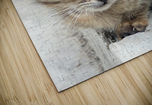 Cute kitty 2 Jimmy Roy Photos puzzle