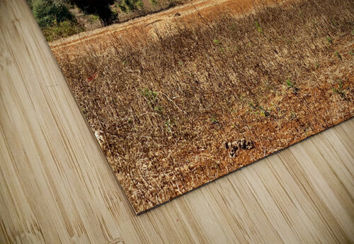 Earth Tones Hill Jimmy Roy Photos puzzle