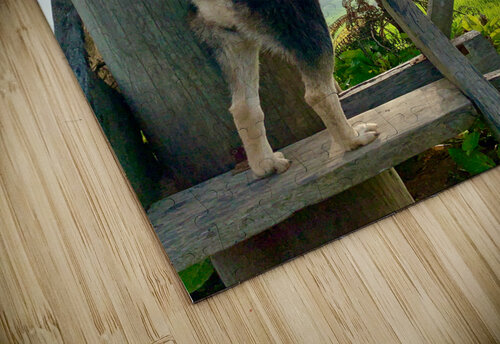 Dog Watching the Sunset Jimmy Roy Photos puzzle