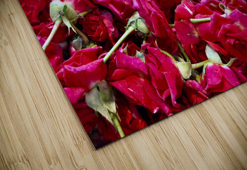 Many Roses Jimmy Roy Photos puzzle