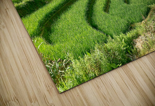 Rice Fields Going Down Jimmy Roy Photos puzzle