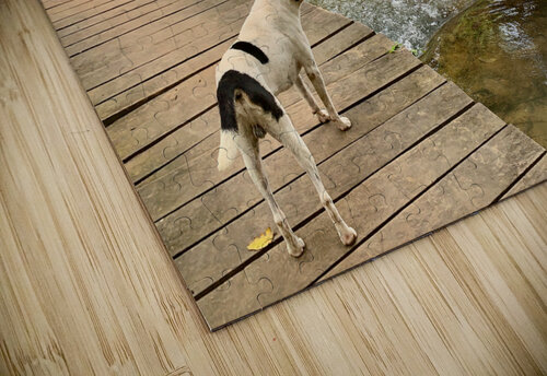 Dog Looking at the Horizon Jimmy Roy Photos puzzle