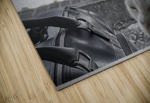 I Closed my Eyes Again   Cat Jimmy Roy Photos puzzle