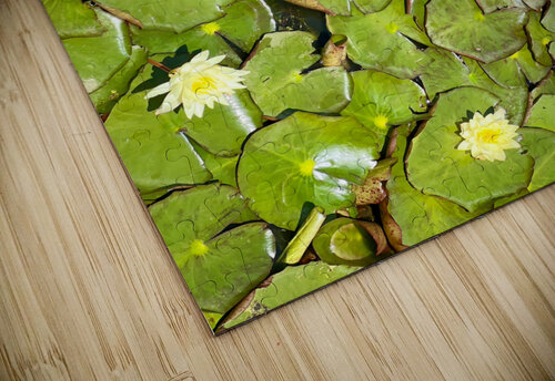 Water Lilies Jimmy Roy Photos puzzle