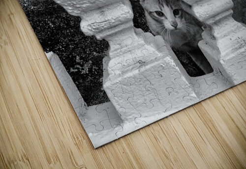 BW Cats Peaking Through Jimmy Roy Photos puzzle