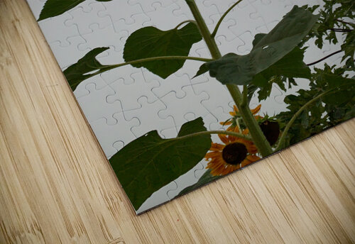 Mysterious Sunflower Jimmy Roy Photos puzzle