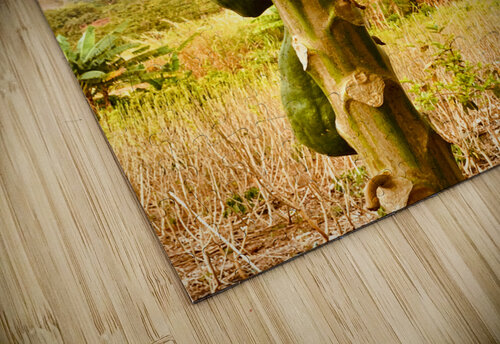 Papaya Trees Jimmy Roy Photos puzzle