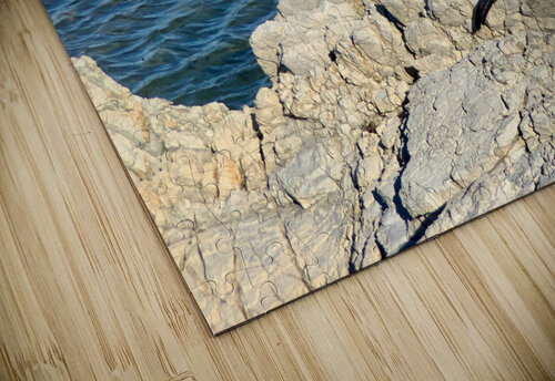 Seal Looking at a Distance Jimmy Roy Photos puzzle