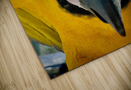 Macaws Close up Jimmy Roy Photos puzzle