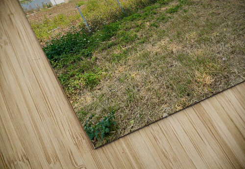 Last Straw Hut Standing Jimmy Roy Photos puzzle