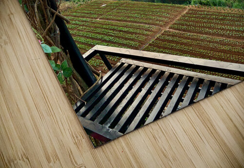 Ring of Roses for Sunset Jimmy Roy Photos puzzle