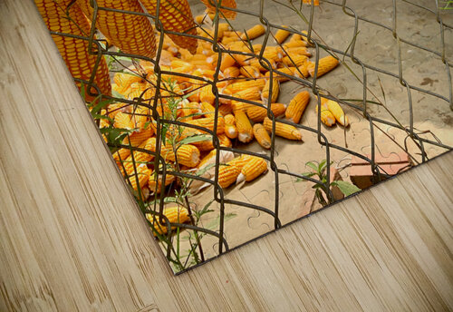 Corn Hanging on the Fence Jimmy Roy Photos puzzle
