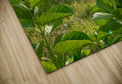 Purple Flowers for Sunset Jimmy Roy Photos puzzle