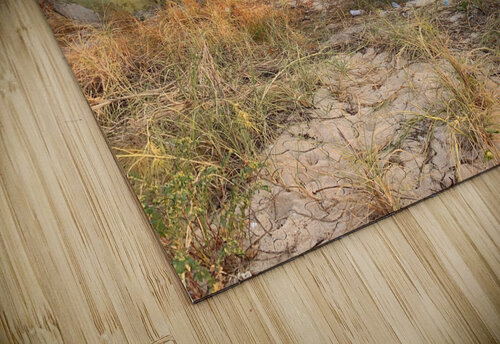 Special House on the Beach Jimmy Roy Photos puzzle