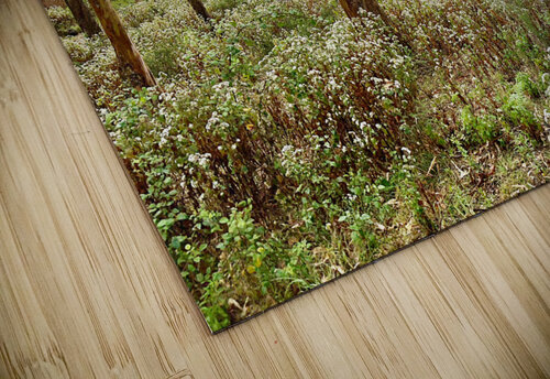 Through the Trees 2 Jimmy Roy Photos puzzle