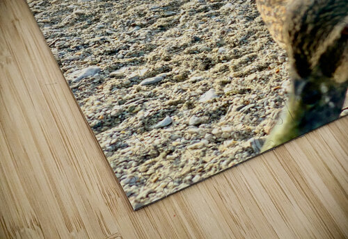 Ducks on the Beach Jimmy Roy Photos puzzle