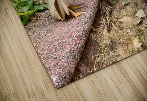 Rooster Bike Jimmy Roy Photos puzzle