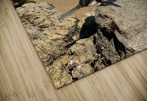 Angry Bird Jimmy Roy Photos puzzle