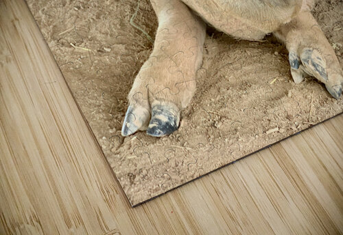 Hello Piggy Jimmy Roy Photos puzzle