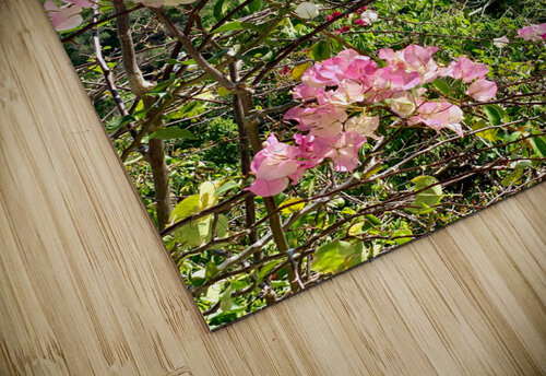 Pretty Pink Flowers Jimmy Roy Photos puzzle