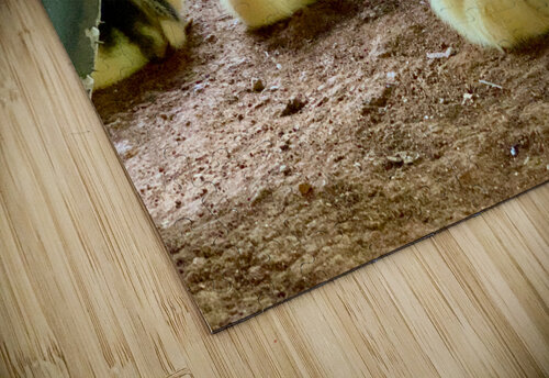 The Duck Family Jimmy Roy Photos puzzle