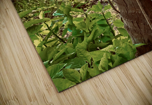 Red Flower & Homemade Lamp in Thailand Jimmy Roy Photos puzzle