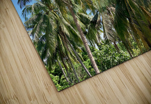 Palm Trees 2 Jimmy Roy Photos puzzle