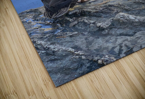 Duck like a Painting Jimmy Roy Photos puzzle