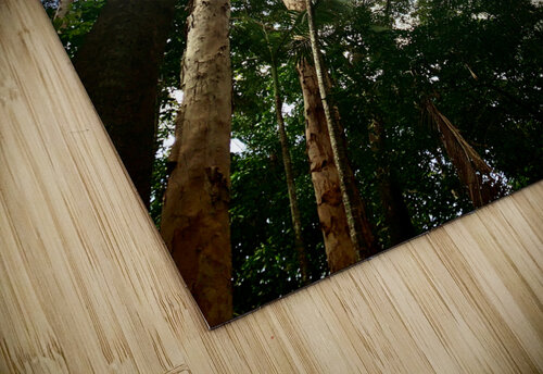 Look Up at the Trees Jimmy Roy Photos puzzle