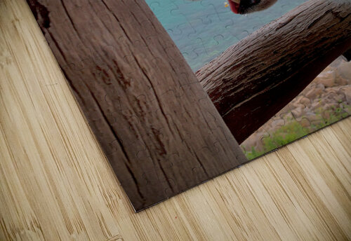 Beatiful White Dog Looking at the Sea Jimmy Roy Photos puzzle