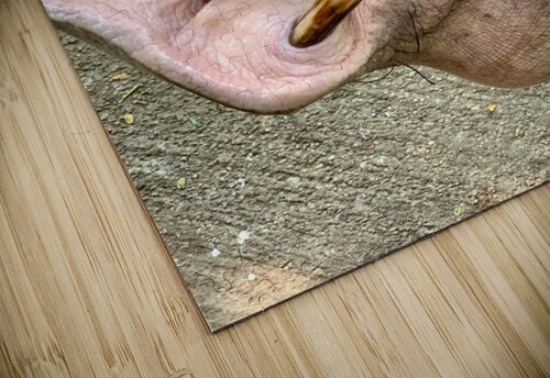 Hippos Teeth Jimmy Roy Photos puzzle