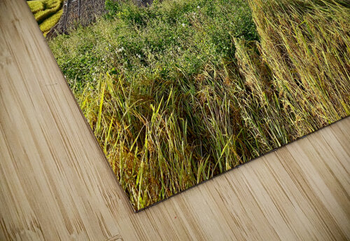 Colorful Rice Fields Jimmy Roy Photos puzzle