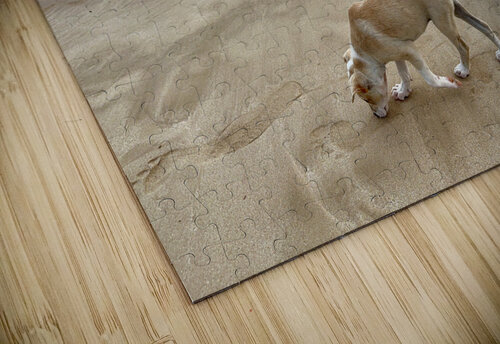 Puppy Walking on the Beach Jimmy Roy Photos puzzle
