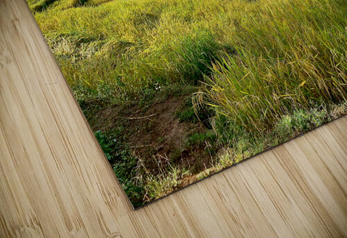 Amazing Rice Fields Jimmy Roy Photos puzzle