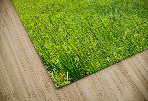 Rice Fields in Sapa 2 Jimmy Roy Photos puzzle