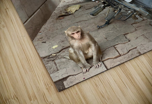Monkey Bikers Jimmy Roy Photos puzzle