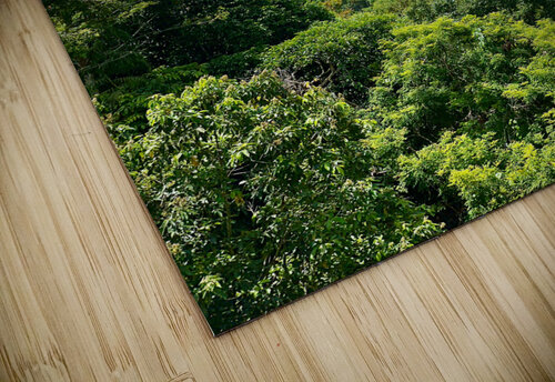 Kabili Sepilok Forest Reserve 1 Jimmy Roy Photos puzzle