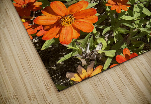 Orange Flowers Seoul South Korea Jimmy Roy Photos puzzle