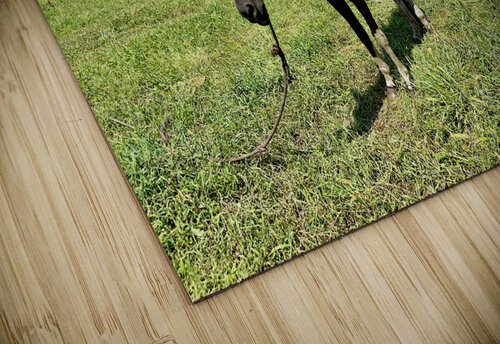 Seopjikoji Jeju South Korea 3 Jimmy Roy Photos puzzle